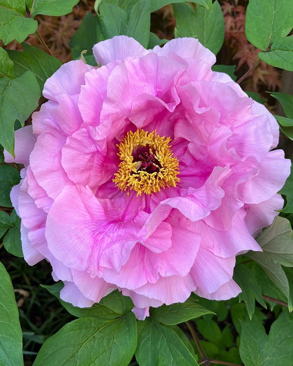 Peony1