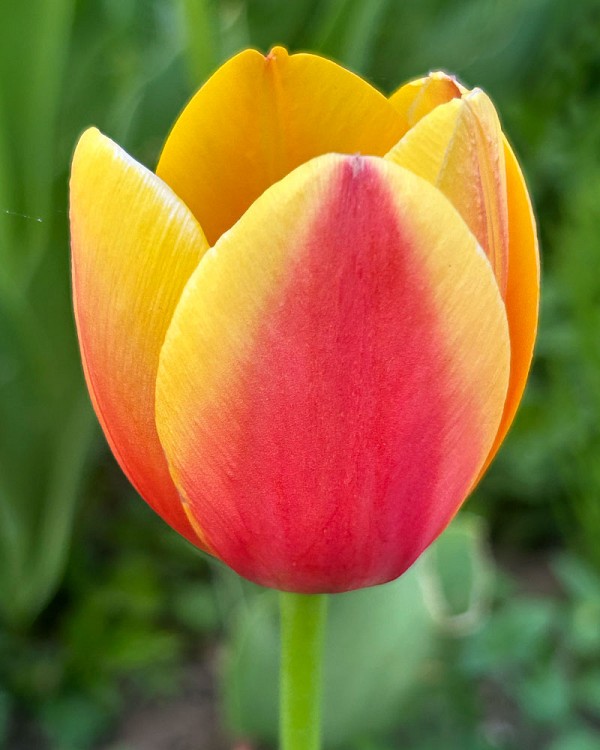 Tulip