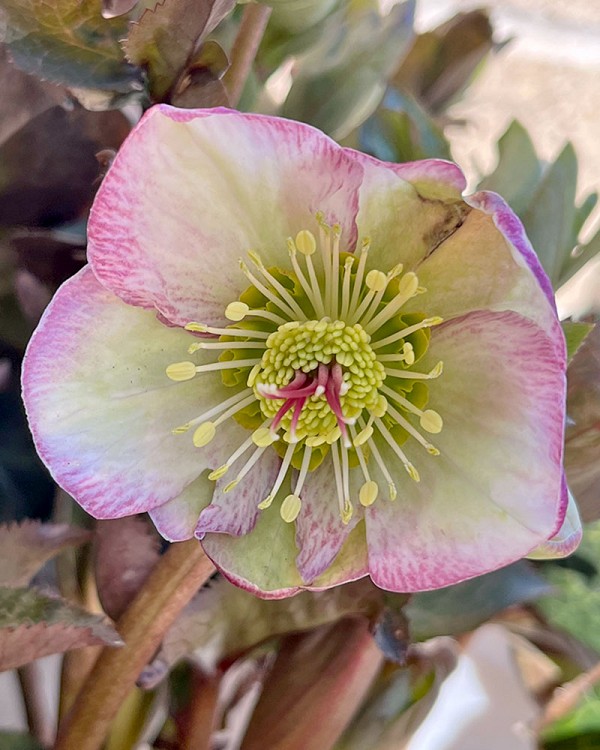 Hellebores