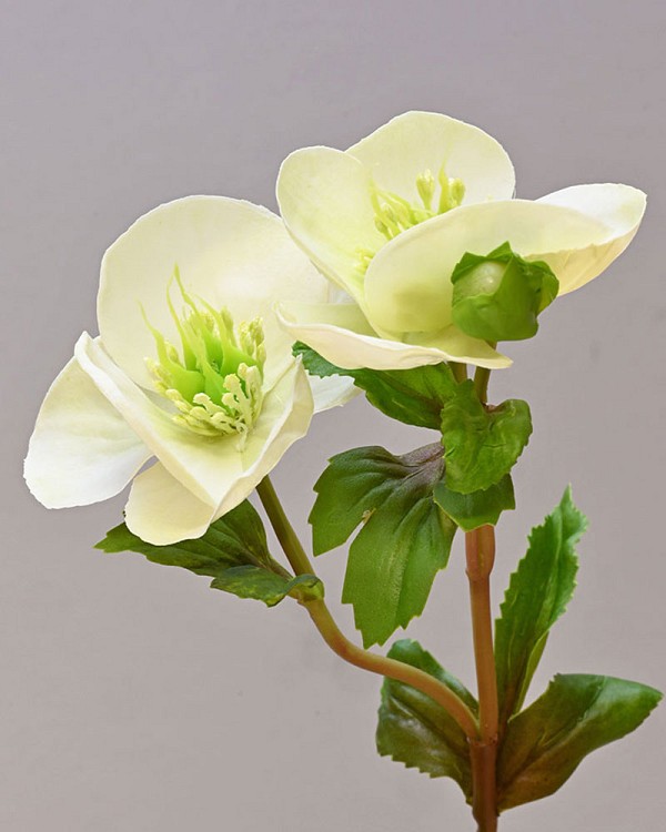 Hellebore3