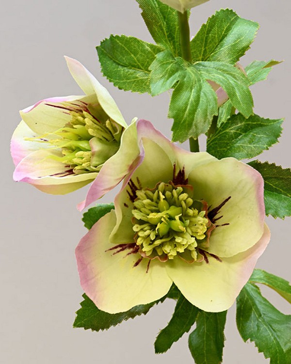 Hellebore2