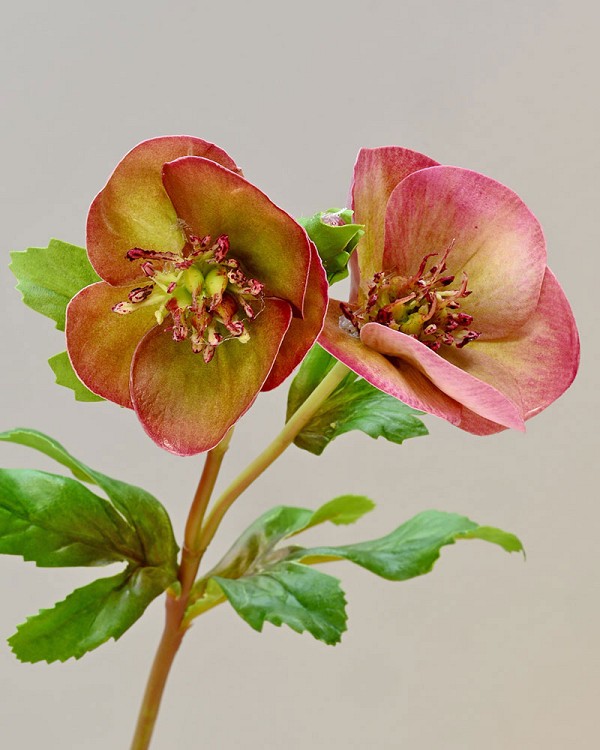 Hellebore4