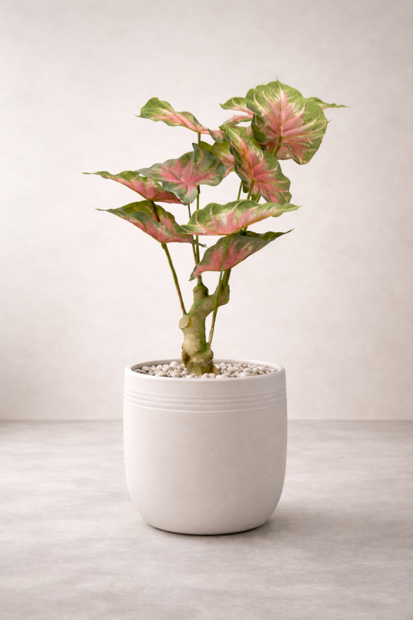 Caladium plant in minimalist planter