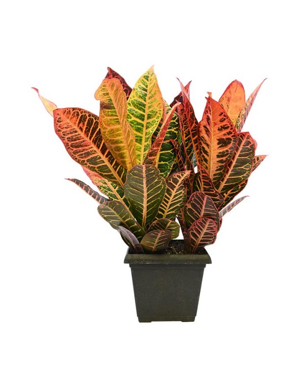 Crotons-2