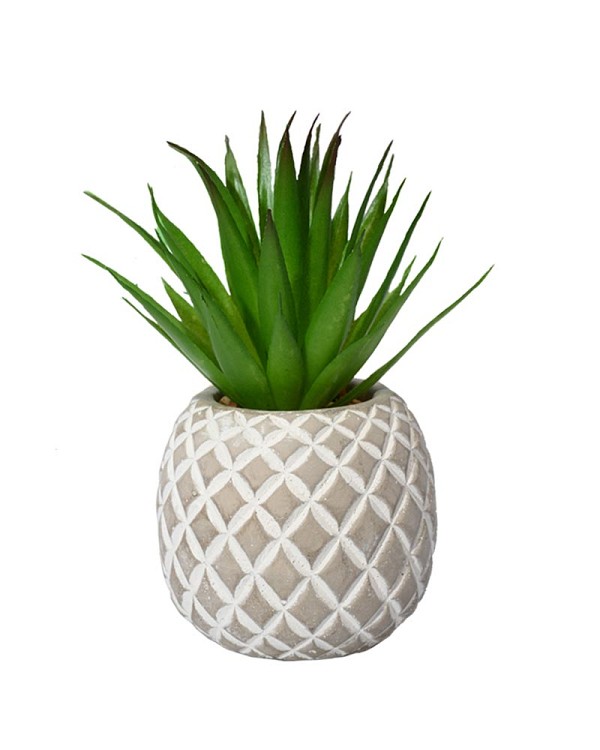 Succulent in Pineapple Container 8"