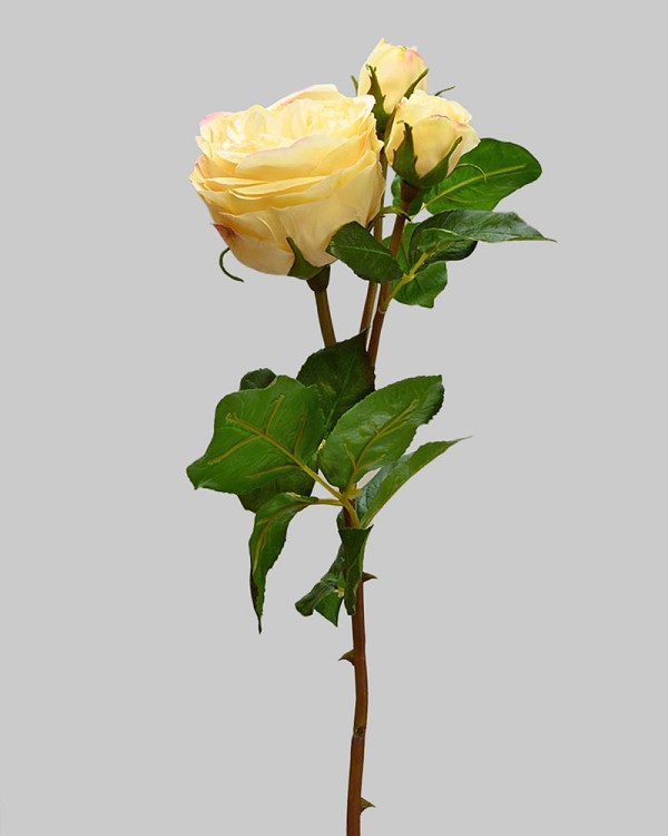 ST-W4ENRO-YL-225R-2jpg