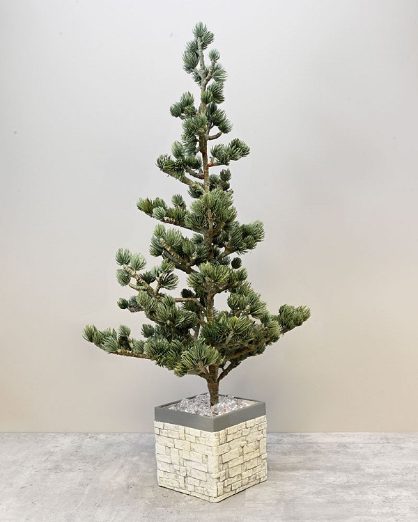 Tree-In-Brick-Container-2