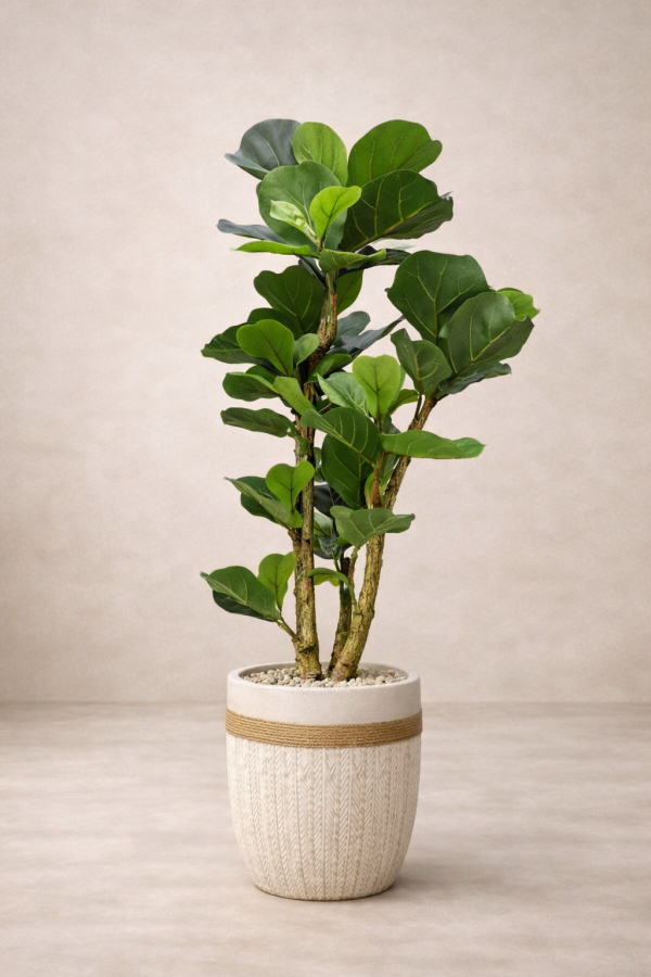 Potted fiddle-leaf fig in soft light