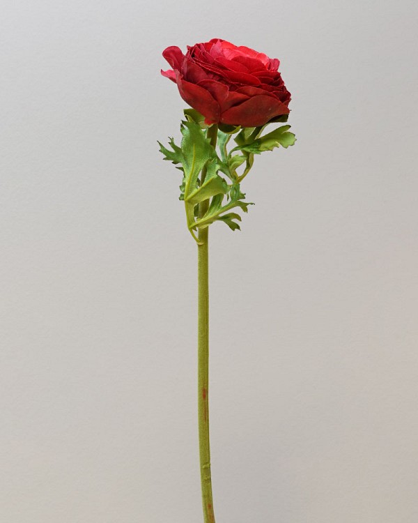 Ranunculus 22" Red