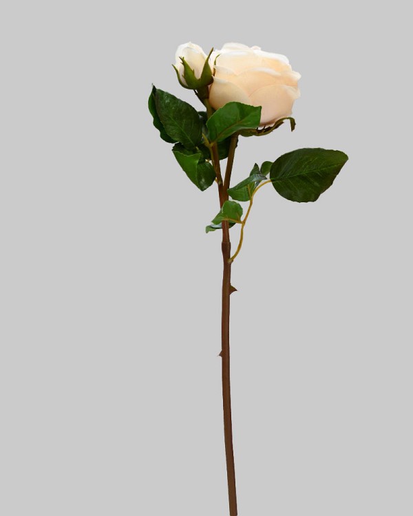 ST-WRO1EN4-CR-19N-2jpg