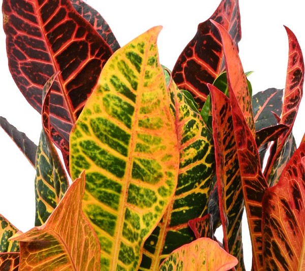 Croton-6999