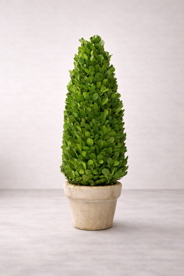 Cone-shaped topiary in terracotta pot