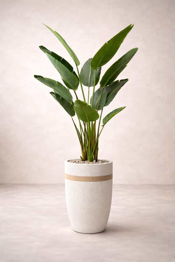 Plante d'oiseau du paradis élégante