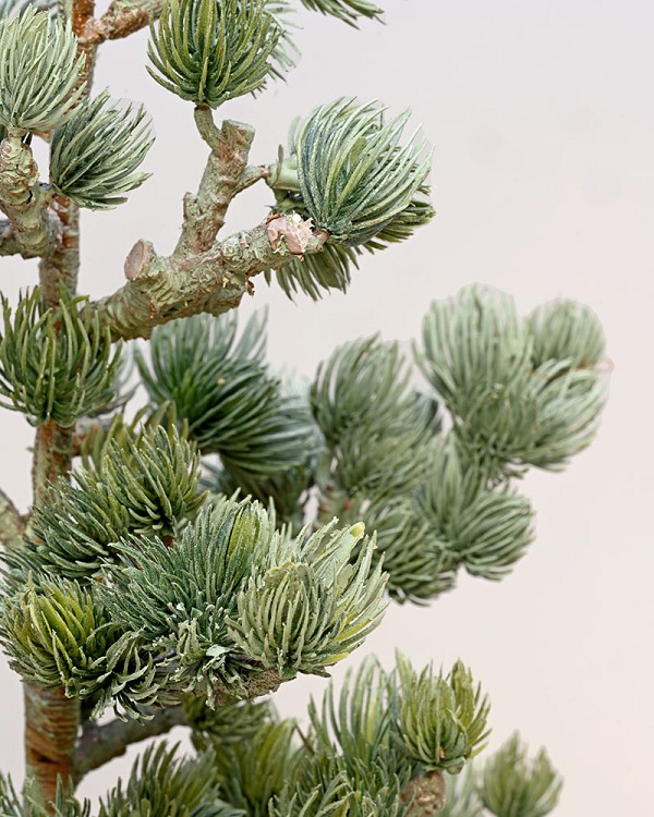 Tree-In-Brick-Container-4