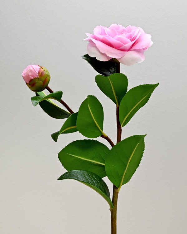 ST-WCA2-PK1-24N--555