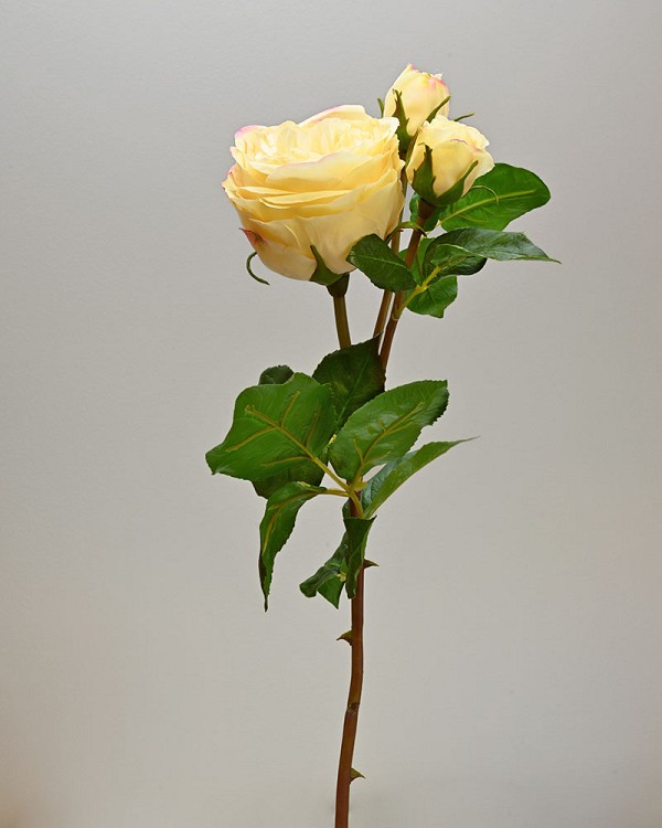 ST-W4ENRO-YL-225R-2jpg