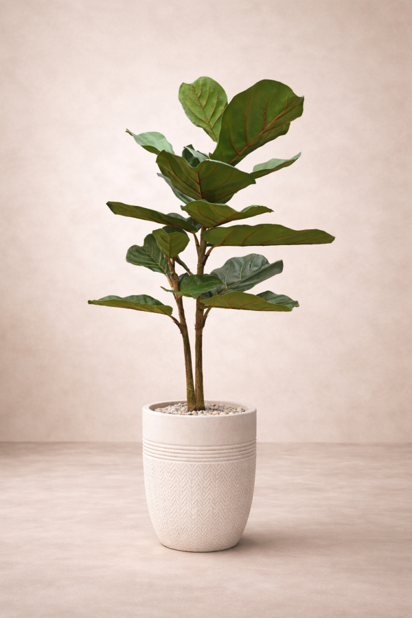 Potted fiddle-leaf fig on soft backdrop