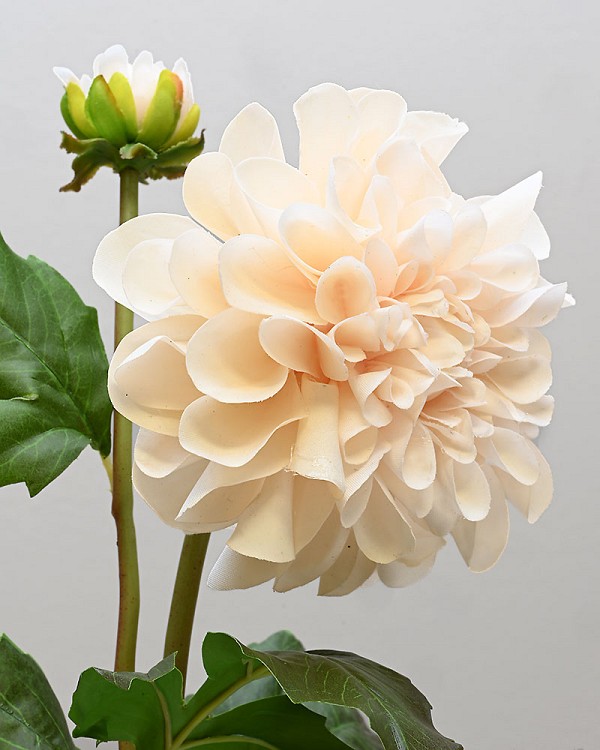 Dahlia 25" Beige