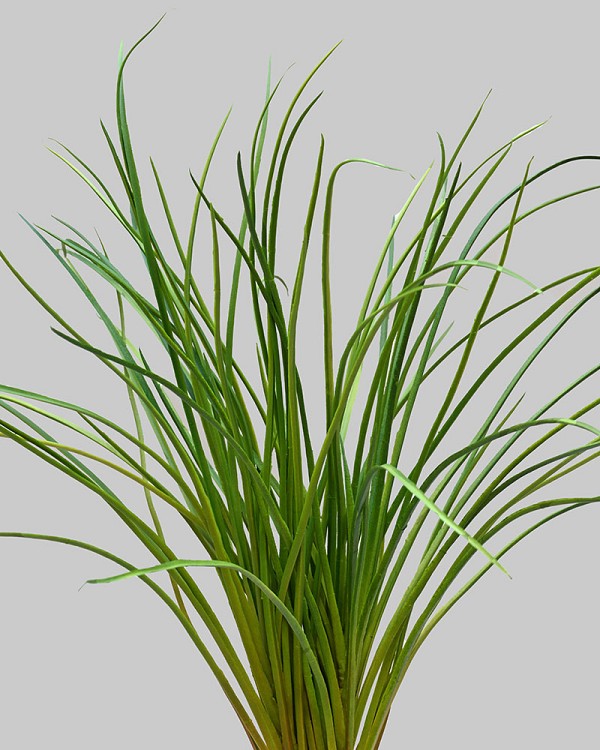 Onion Grass 21" Green