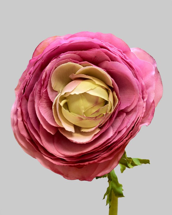 Ranunculus 22" Pink