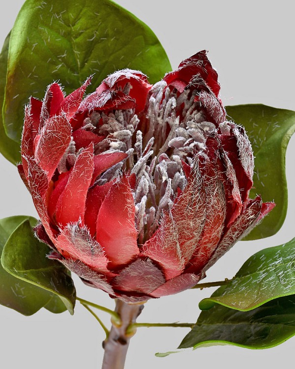 King Protea 23.5" Burgundy