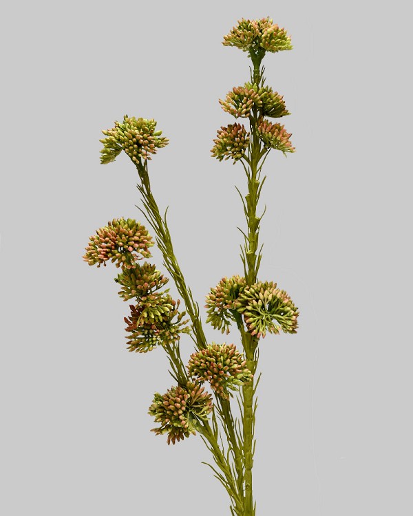 Sedum Spray 22" Green/Burgundy 