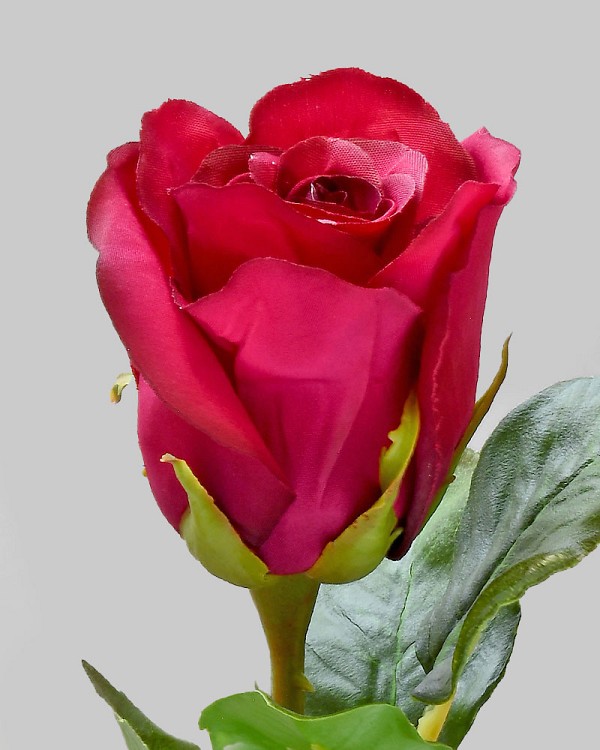 Rose Dutchess Bud 21" Red