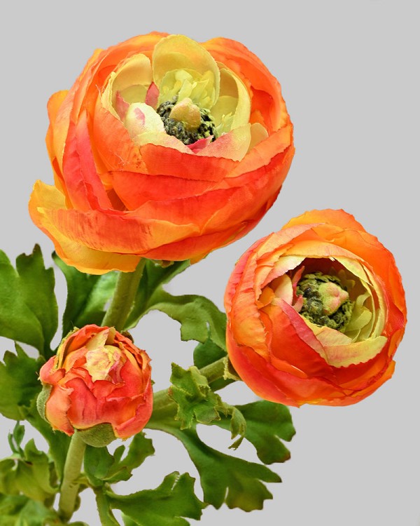 Ranunculus 29" Orange