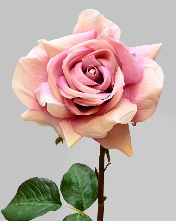 Rose Dutchess Open 20" Deep Lavender