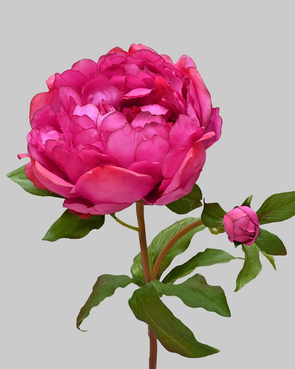 Peony Open 19.5" Dark Pink