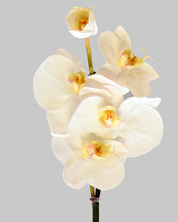 Mini Orchid Phalaenopsis 20" White