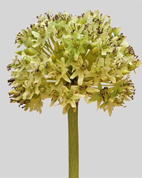 Allium Mount Everest 28" Light Green