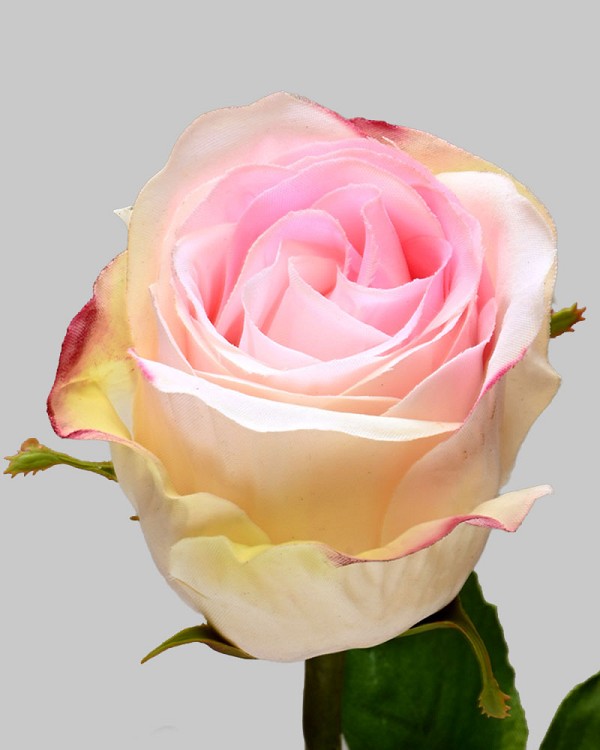 Rose Dutchess Bud 19.5" Pink