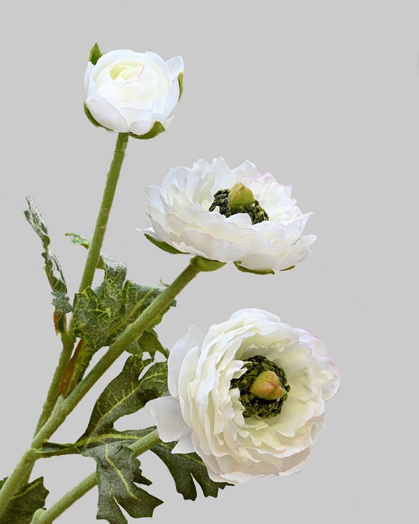 Ranunculus 18.5" White