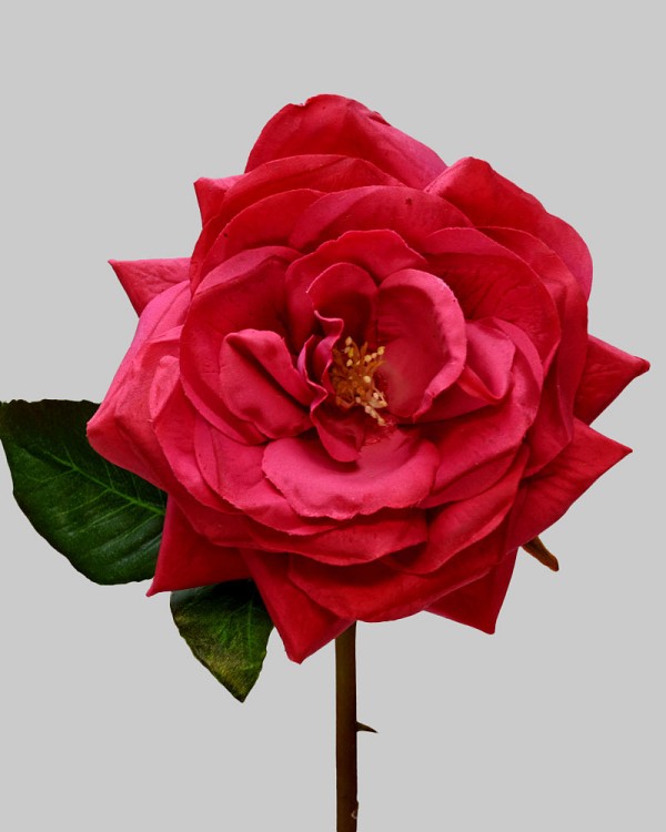 Rose Westminster 20.5" Fuchsia