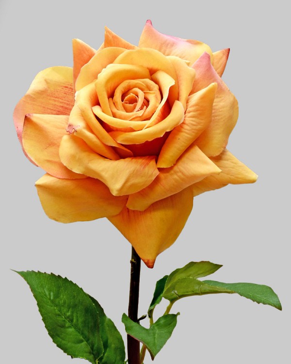 Rose Dutchess Open 20.5" Peach/Red