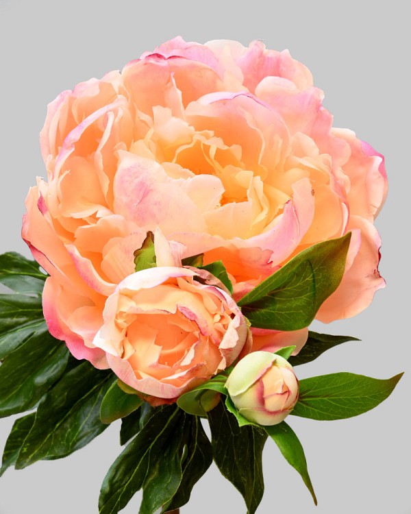 Peony 29" Peach