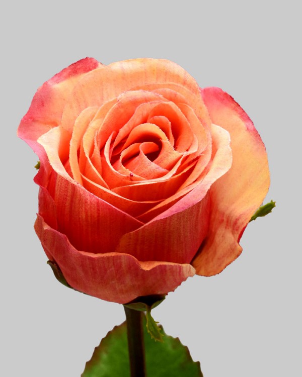 Rose Dutchess Bud 19.5" Peach/Red