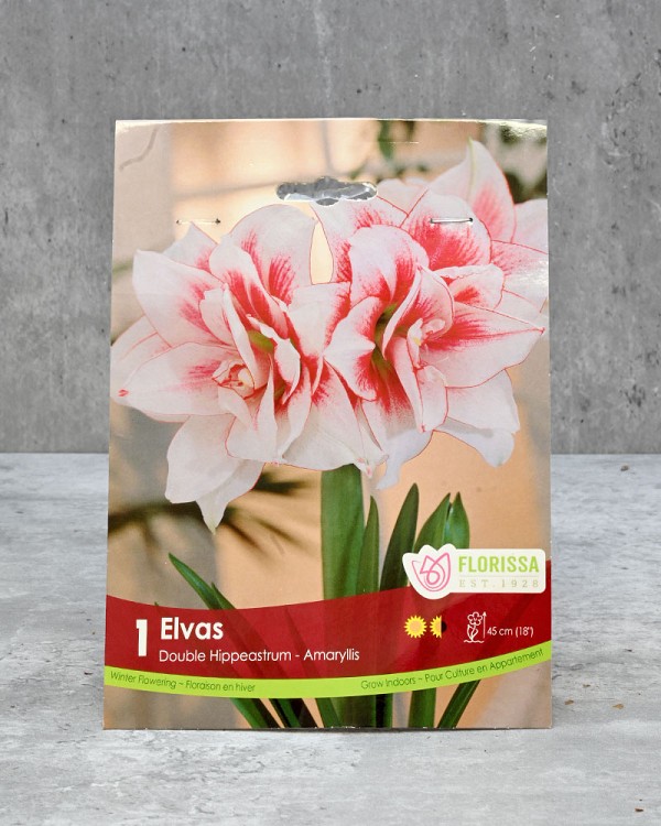 Amaryllis Bulb - Elvas