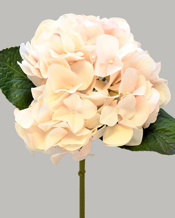 Hydrangea 20" Beige