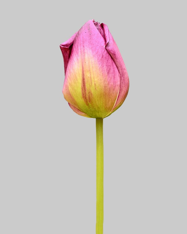 Dutch Tulip Closed 24.5" Purple/Green