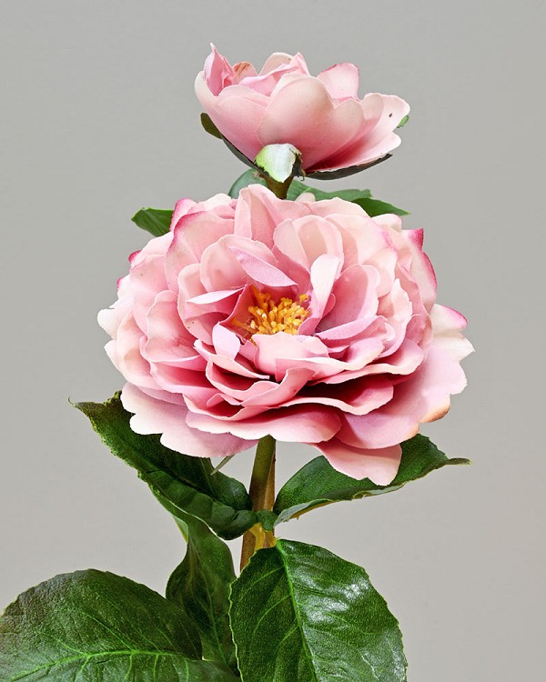 English Rose 18" Mauve