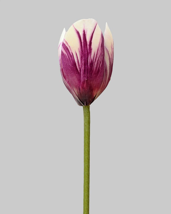 Tulip 22.5" Purple/White