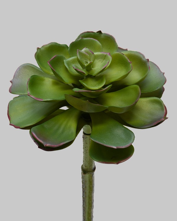 Succulent 9" Green