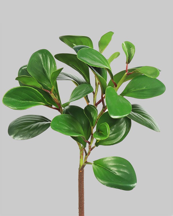 Peperomia Obtusifolia 12" Green