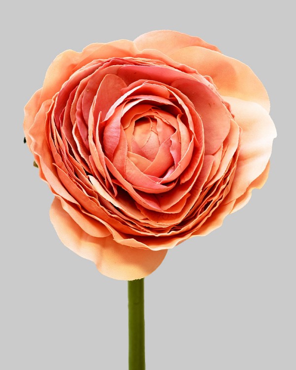 Ranunculus 22" Salmon