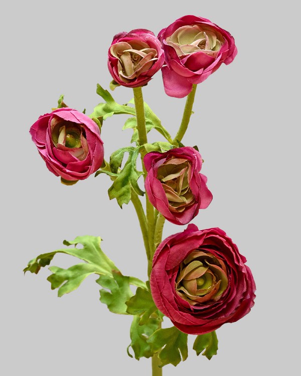 Ranunculus Multi Flower 21.5" Red