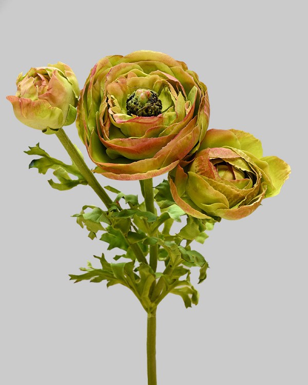 Ranunculus 24" Burgundy/Green