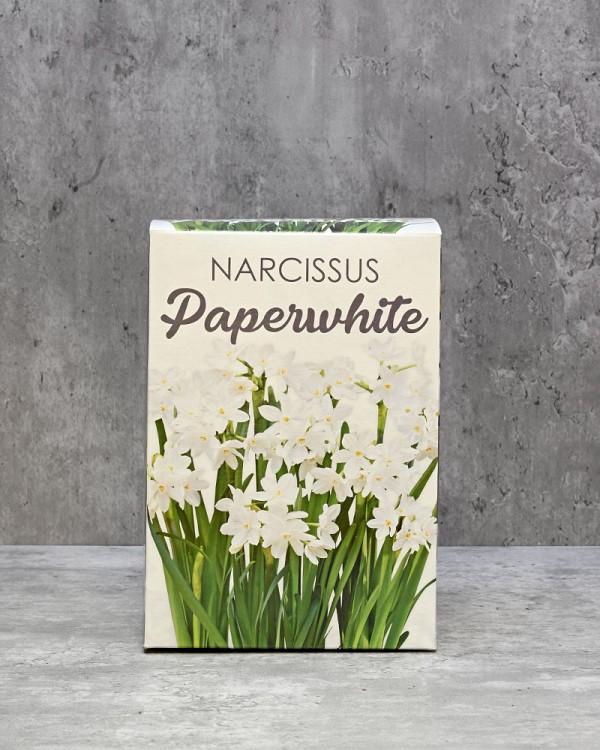 Paperwhite Gift Kit