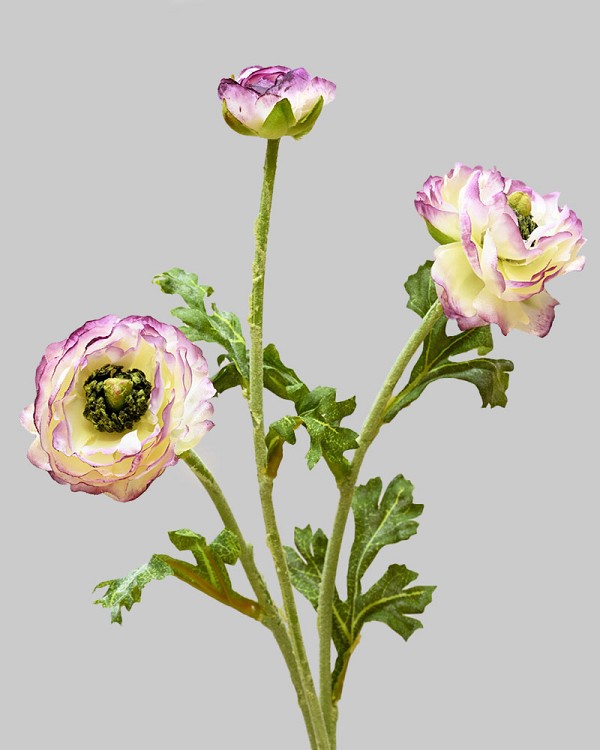 Ranunculus 18.5" White/Eggplant